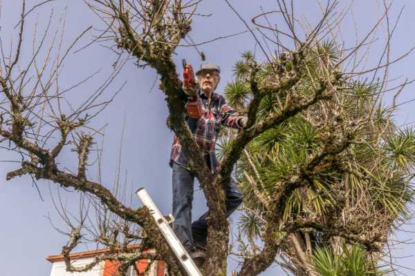 Qué podar en primavera con motosierra en el jardín